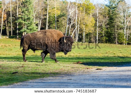 Wild buffalo or bison shot in autumn, north Quebec Canada.