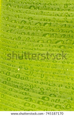 banana leaf with rain drop abstract