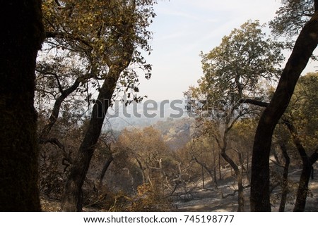 Santa Rosa - Shiloh Regional Park after Fire, night from Sunday October 8 to Monday October 9, was devastated forest fire, Shiloh Regional Park was zone of active fire. Monday 10.16.2017.