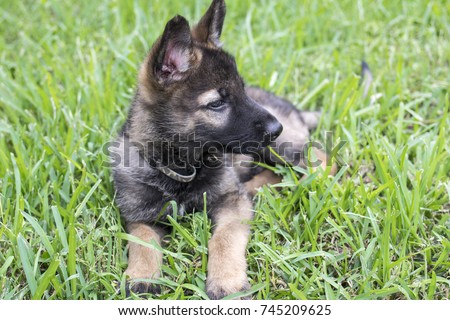 two months old german shepherd puppy profile  in the backyard  grass 