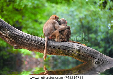 Cute monkeys embracing on tree Royalty-Free Stock Photo #745214758