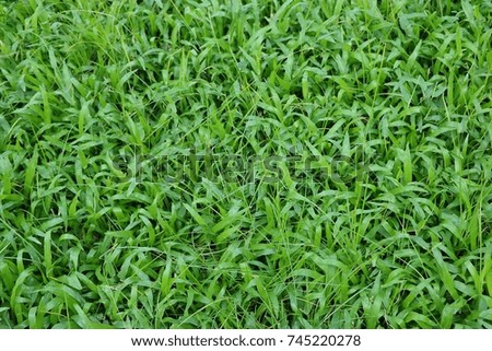 Green grass background.

