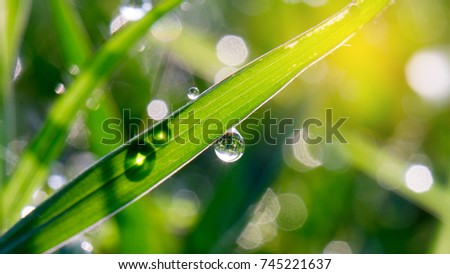 Bokeh blur, Dew on top of grass and morning light, Morning sunshine with bokeh from dew.