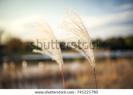 Japanese silver grass in park background.