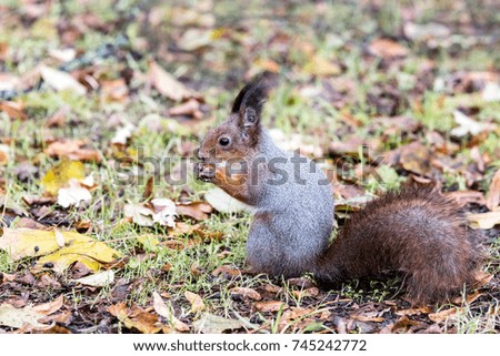little red wild squirrel sitting on fall dry leaves and eating nut