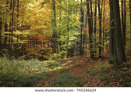 Beautiful forest sun rays autumn nature in north Poland