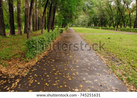 Road in autumn park with golden leaves after rain