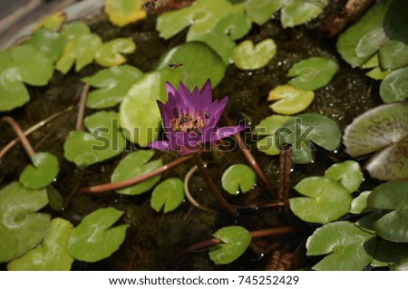 The little violet lotus standing in pond.