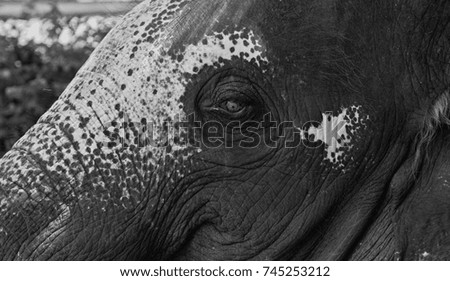 elephant face 
