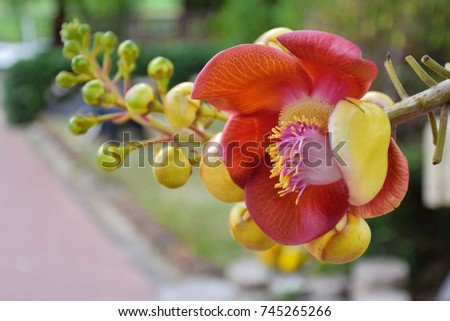 The Sal flower or shal flower or cannon ball flower close up. The green buds and large red blossoming flower of the cannonball tree of Paradeniya in Thailand. The beautiful of nature. 