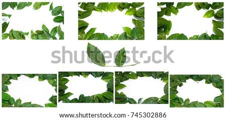Copy space Leaves White background Archidendron jiringa (Jack) I.C. Nielsen. The collection of Leaf frame. Suitable for use in design, editing, decoration, use both print and website.