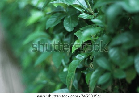 Closeup nature view of green leaf on blurred background in garden with copy space using as background natural greenery plants landscape, ecology, fresh wallpaper concept. 