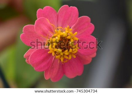 Pretty pink and yellow zinnia flower in the hand of a gardener.