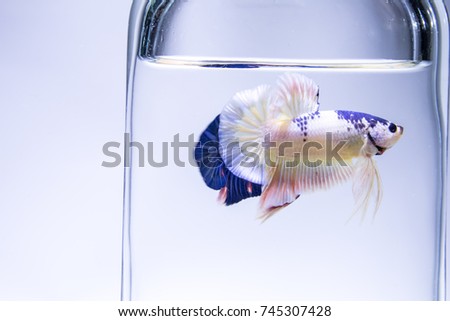 white and blue color fancy short tail siamese fighting fish
