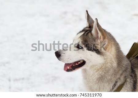 Merry walk with funny and lovely siberian husky dogs
