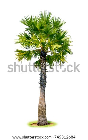 Sugar palm isolated on white background (Lontar palm, Asian Palmyra palm, Borassus flabellifer) for garden decoration with clipping path