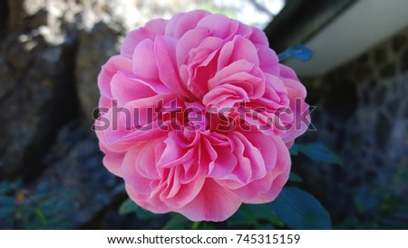 Large pink flower on a green background 
