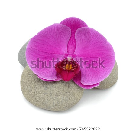 beautiful purple Phalaenopsis orchid flower, isolated on white background