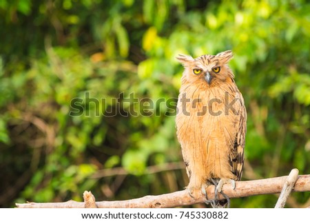 Buffy fish owl or Malay fish owl (Ketupa Ketupu) with nature background.