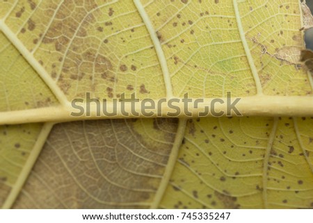 Dead leaf close up.