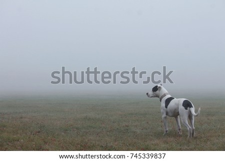 puppy starfordshire terrier in the fog