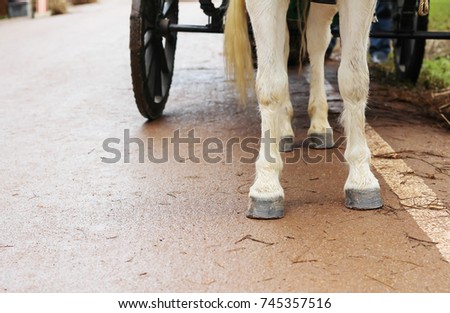 
Legs of horses for wheelchairs
