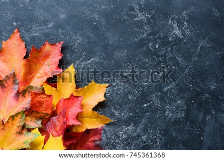 A Frame of Colorful Maple Leaves on dark slate with Copy Space for text. Autumn background