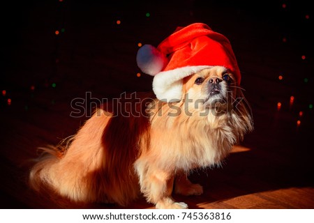 Chinese New Year 2018 Year of the dog. Happy little red dog wearing a party hat, Christmas lights background. Beautiful pekingese dog posing at the camera and celebrating Christmas time