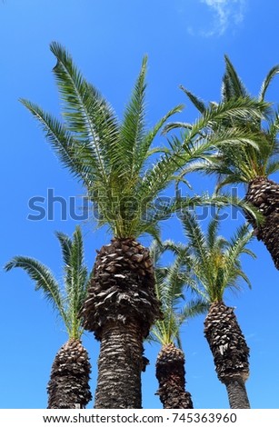 
Beautiful palm trees,beautiful sky in Marmaris