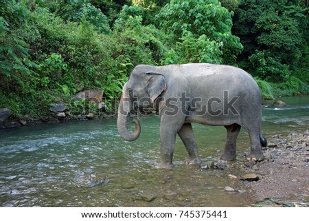 Elephant : Thai elephant walking in the river . (Female elephant), selective focus