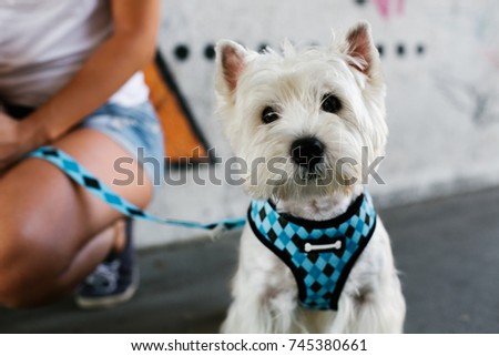 Cute westie dog looking at camera outdoor Royalty-Free Stock Photo #745380661