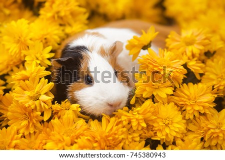 Funny little guinea pig sitting in yellow flowers outdoors