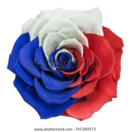 A beautiful, large rose with white, blue and red petals. Tricolor of Pan-Slavic countries and regions. White, isolated background