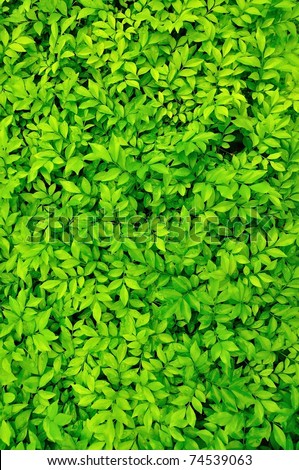 Tiny green leaves background. Royalty-Free Stock Photo #74539063