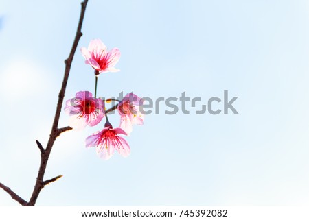 Tiger flowers sakura Thailand are beautiful blooming on a tree with the sky as a backdrop