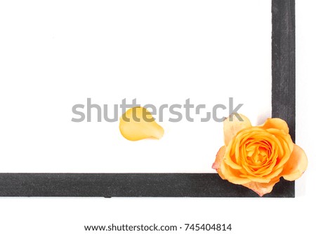 white background on it frame and rose