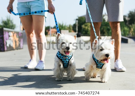 Closeup of two westie dogs walking with owners outdoor