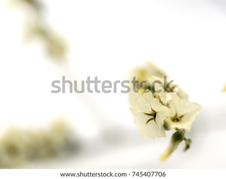 select focus of white limonium and blur white limonium in the background. nature background concept
