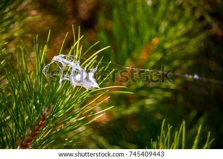 spider web on the tree, spruce branches as a background, texture, fir-tree