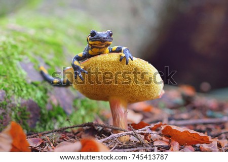 Lovely fire salamander sitting on boletus in autumnal forest. Rare animal in natural environment close up.
