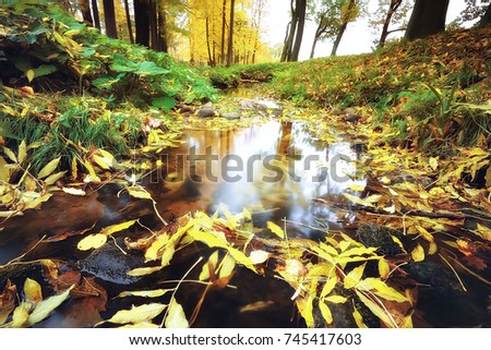 pond in an autumn park / landscape by the water in  autumn forest, reflections of autumn trees and twigs  the water of a cold pond. Fallen leaves water. Leaf fall on a pond  city park