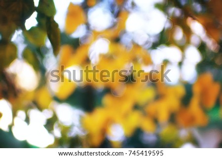 autumn leaves background / yellow leaves in autumn park tree branches with falling leaves. Blurred background concept autumn. Indian summer. Branches of a tree covered with orange foliage.