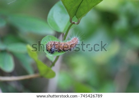 Caterpillar, worm sitting on a leaf.