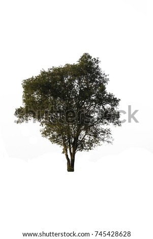 Isolated tree on white background with clipping path.