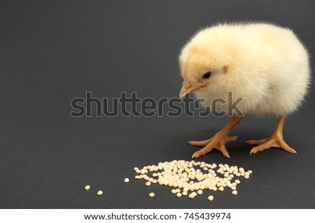 Yellow chick picks millet. Isolated on black background.