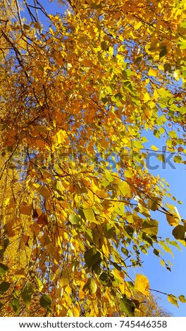 Branch of autumn birch tree with bright yellow leaves against blue sky background