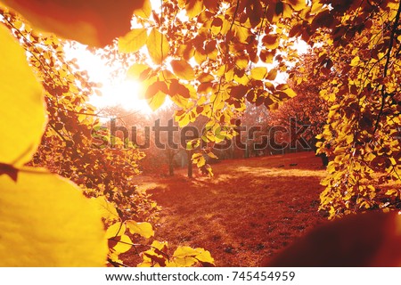 Scenic image of bright trees in sunny beams, yellow leaves. Location Ukraine, Europe. Warm tone. Holiday concept. Perfect wallpapers. Discover the beauty of earth. Great picture of wild area.