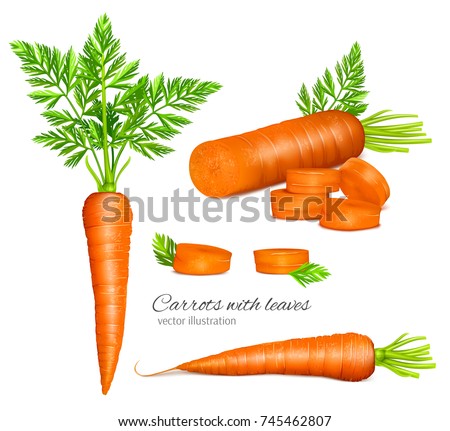 Carrots with leaves and carrot slices. Vector illustration. Royalty-Free Stock Photo #745462807