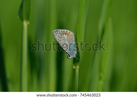 butterfly on grass in "Siena"