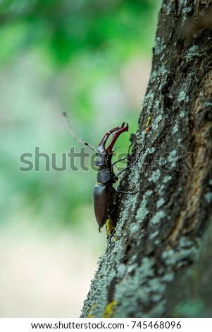 The beetle on the tree